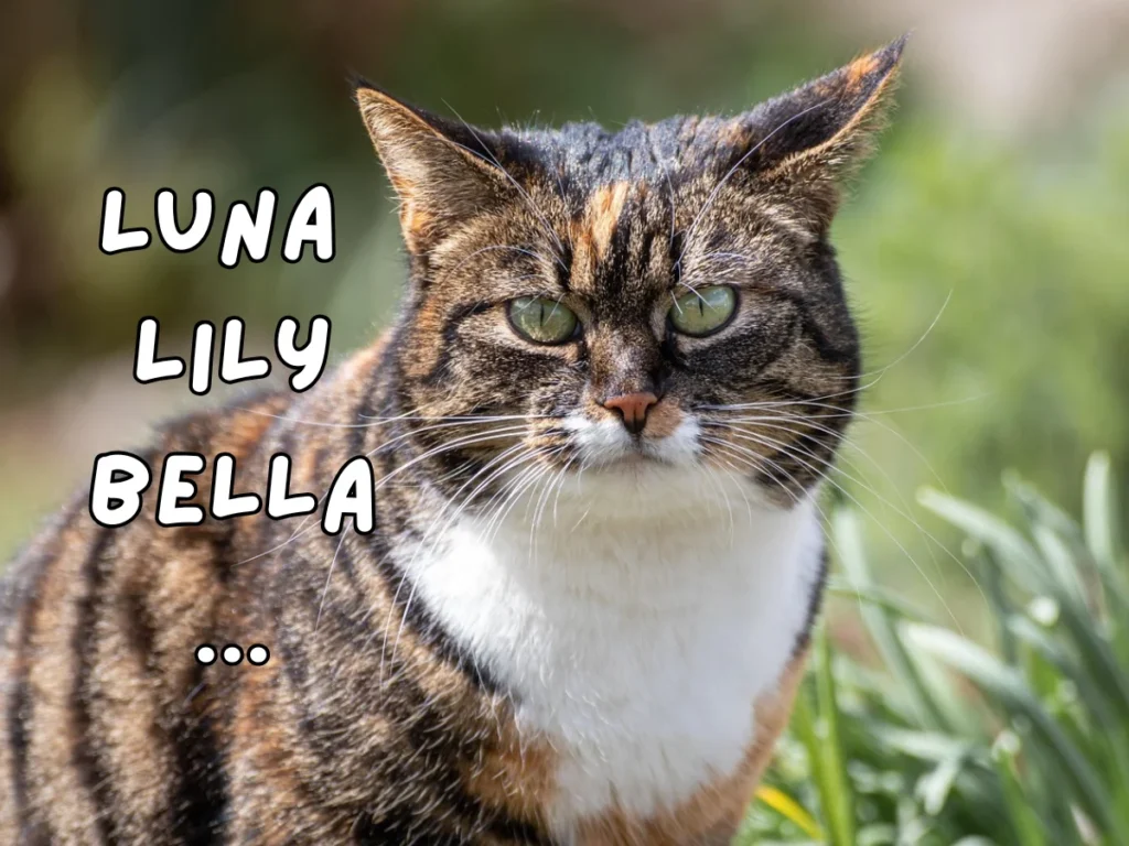 Cat Names in California