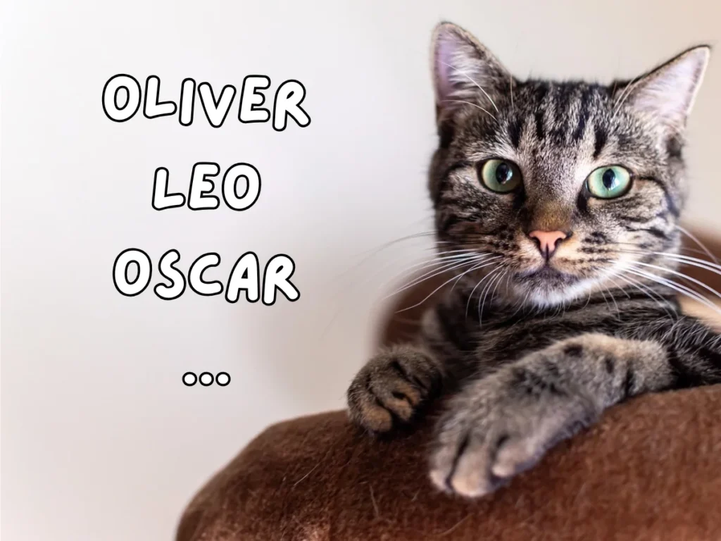 Boy Cat Name