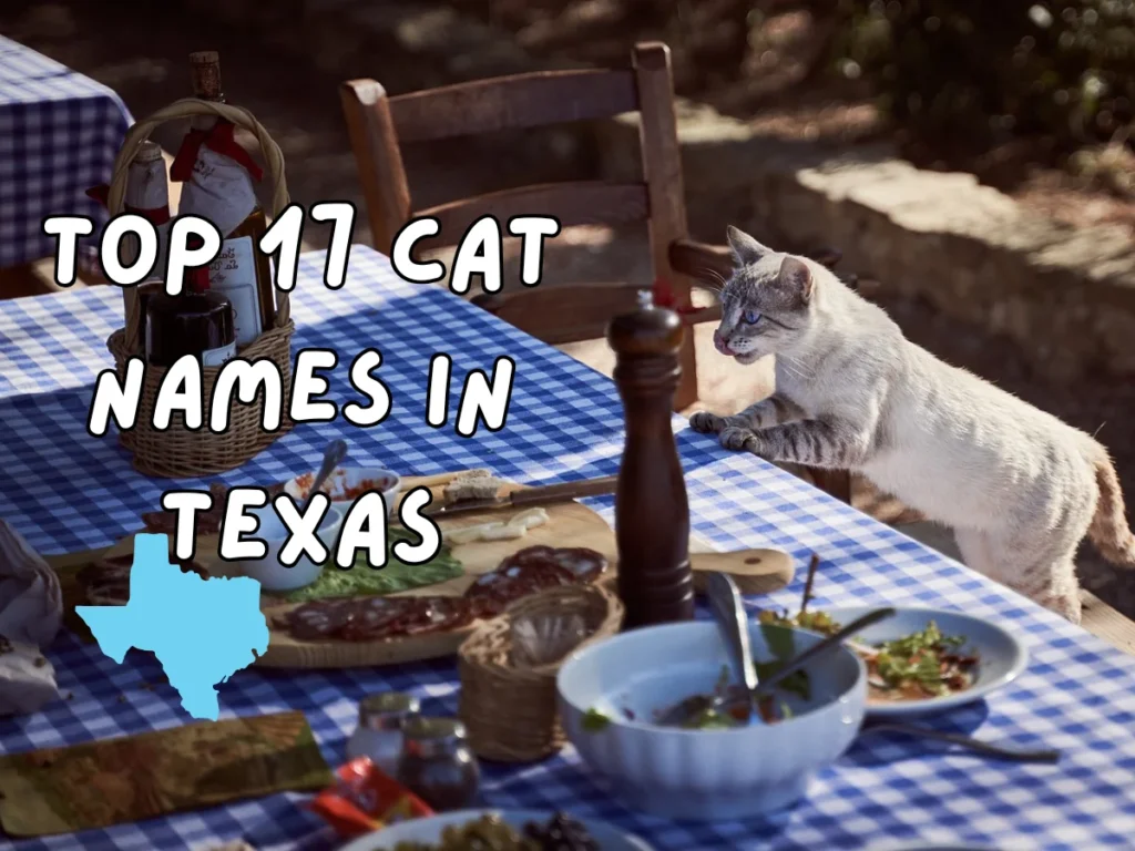 Cat Names in Texas