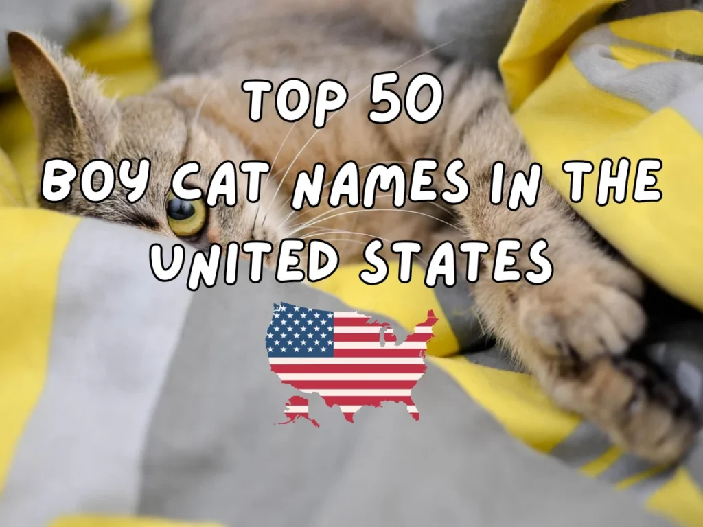 Boy Cat Name