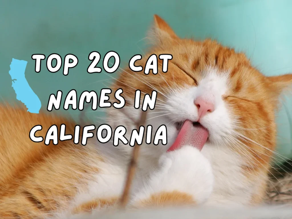 Cat Names in California