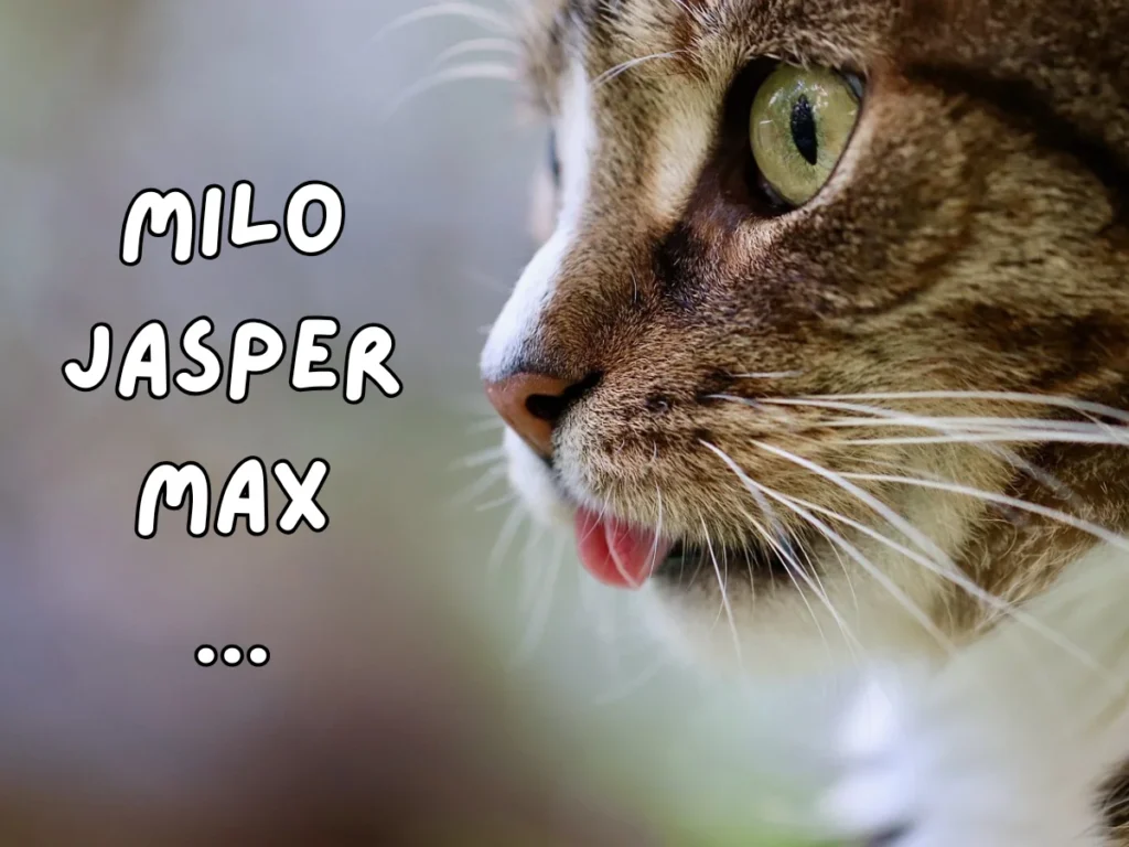 Cat Names in Texas