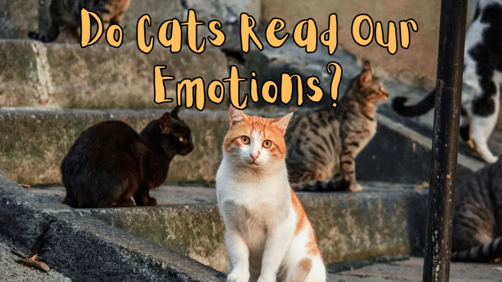 Do Cats Read Our Emotions?