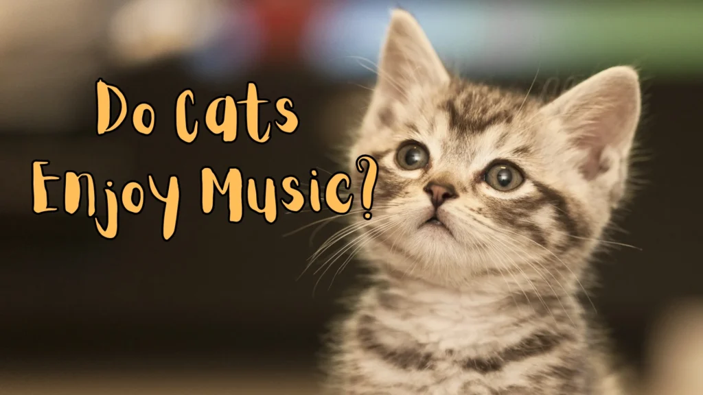 Do Cats Enjoy Music