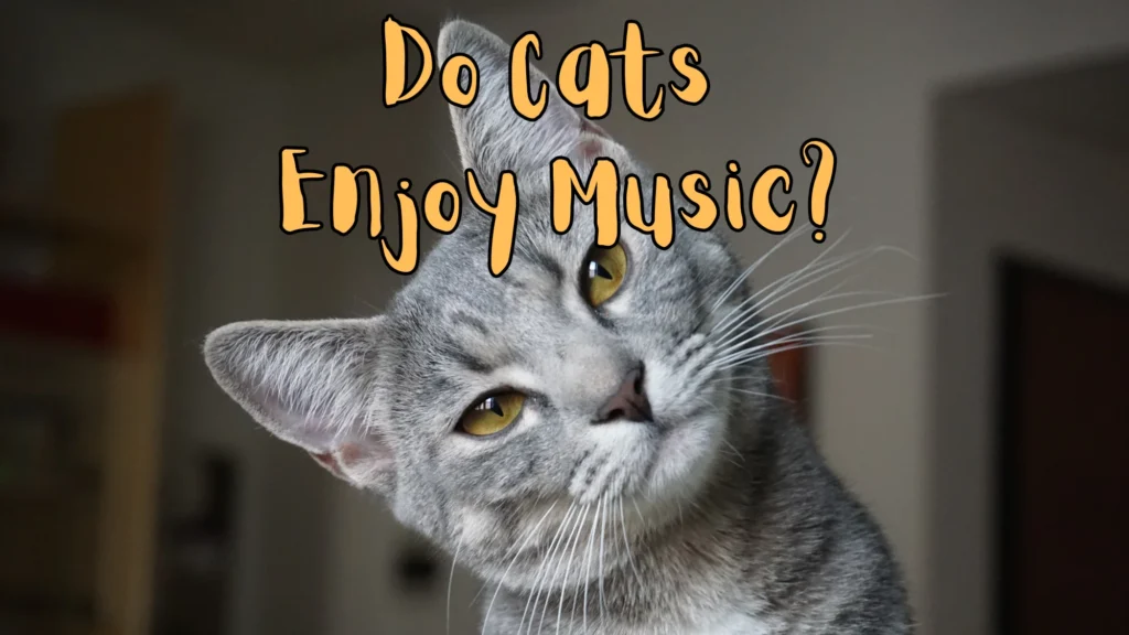 Do Cats Enjoy Music