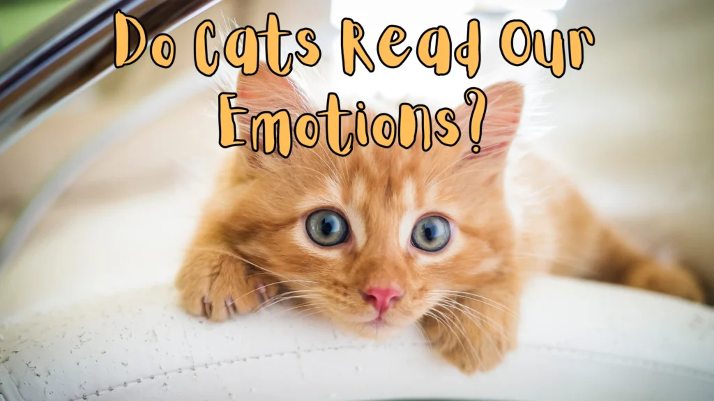 Do Cats Read Our Emotions