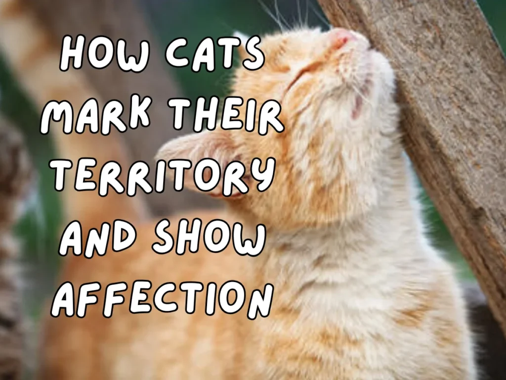 How Cats Mark Their Territory