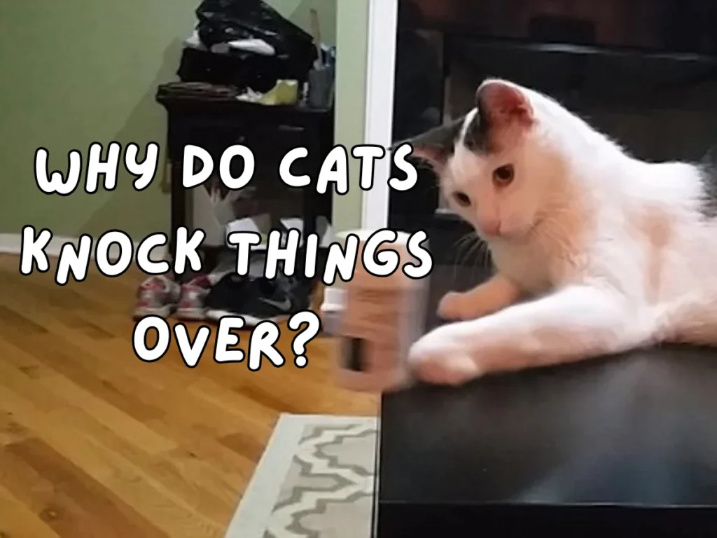 Cats Knock Things