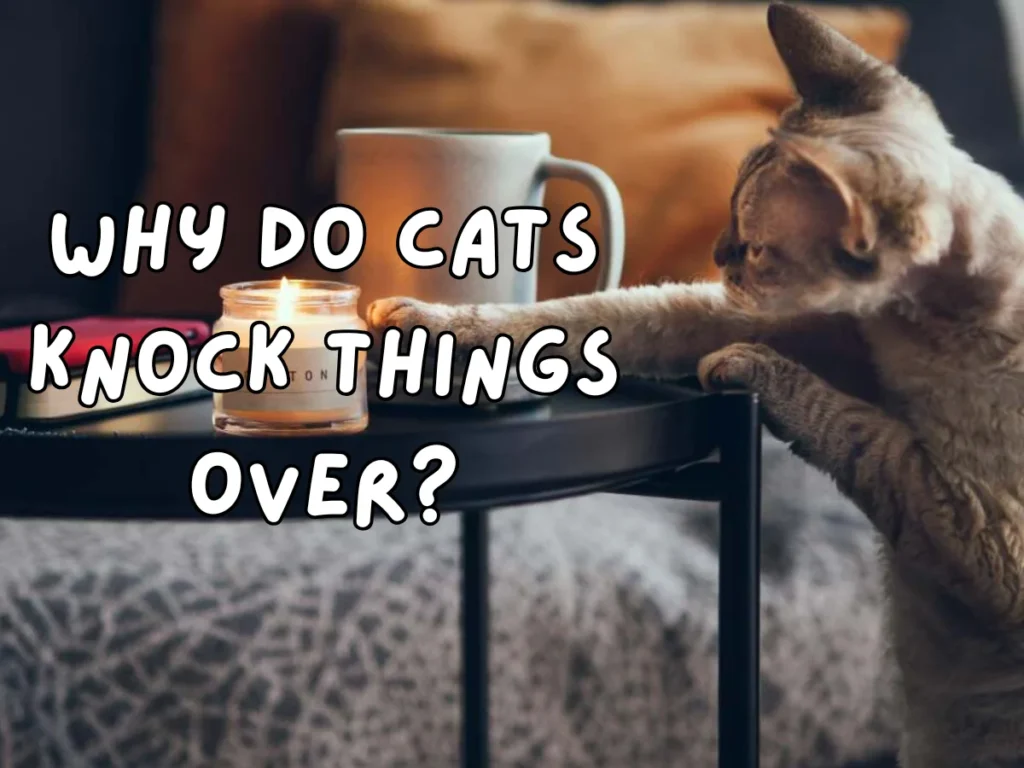 Cats Knock Things