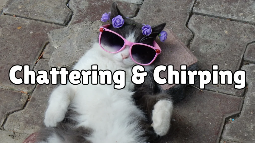 Chattering & Chirping