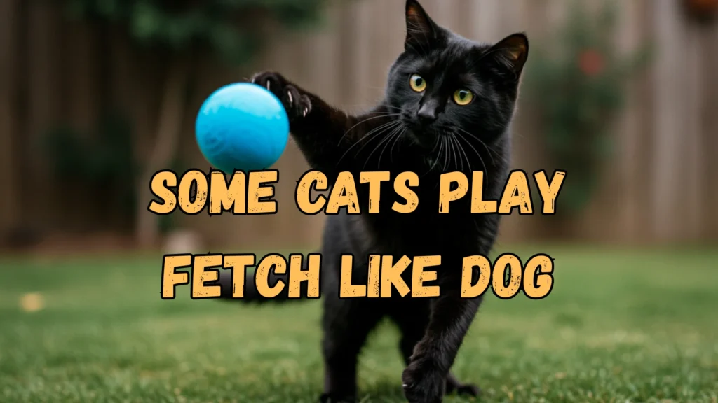 Cats Play Fetch Like Dogs