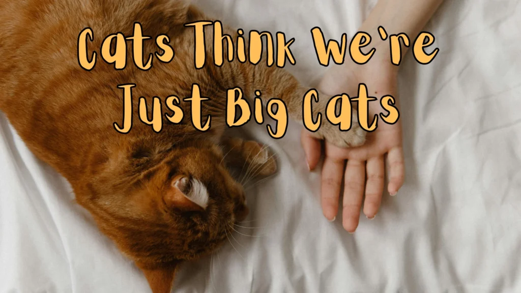 Cats Think We’re Just Big Cats