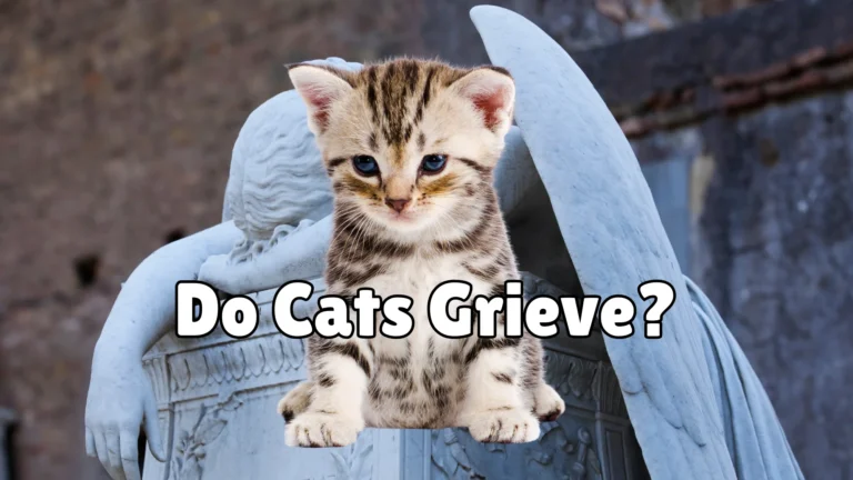 Do Cats Grieve?