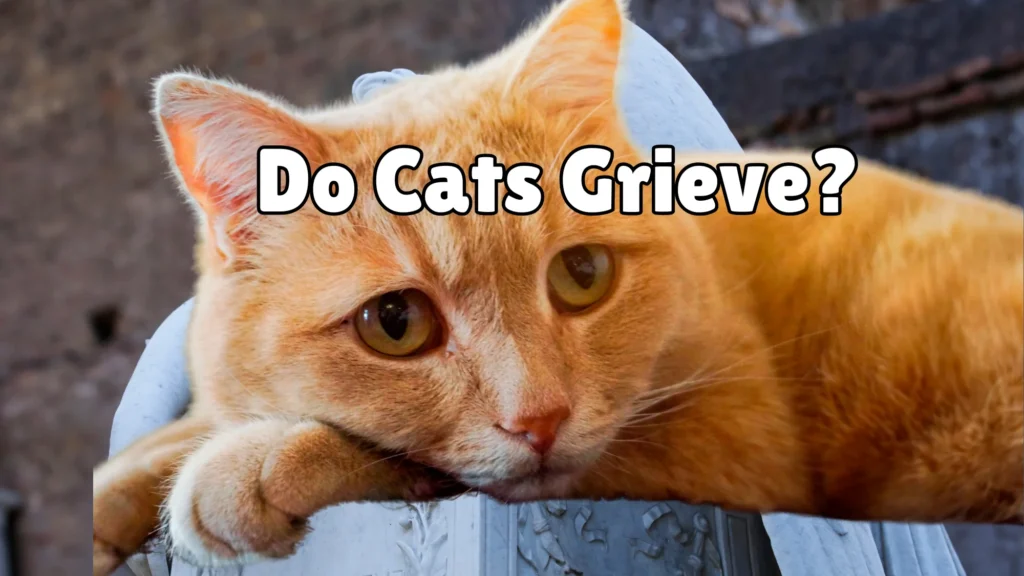 Do Cats Grieve?