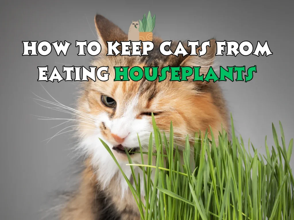 How to Keep Cats From Eating Houseplants