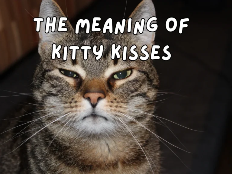 Kitty Kiss