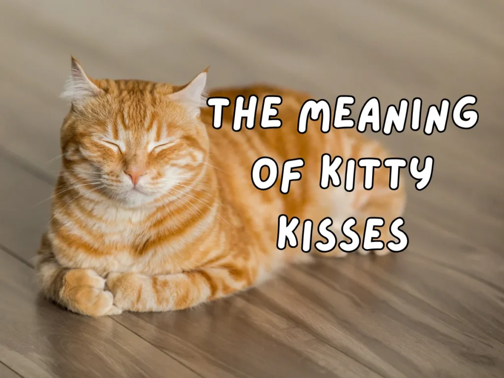 Kitty Kiss