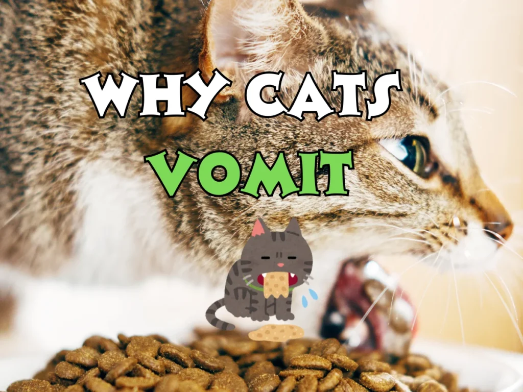 Why Cats Vomit