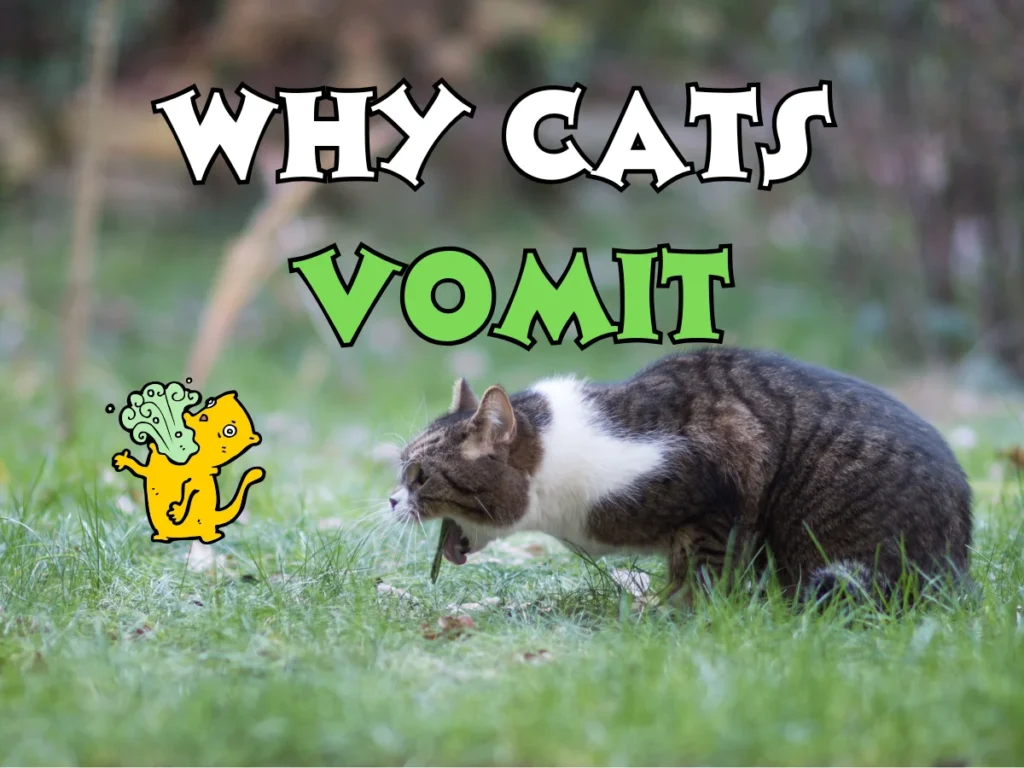 Why Cats Vomit