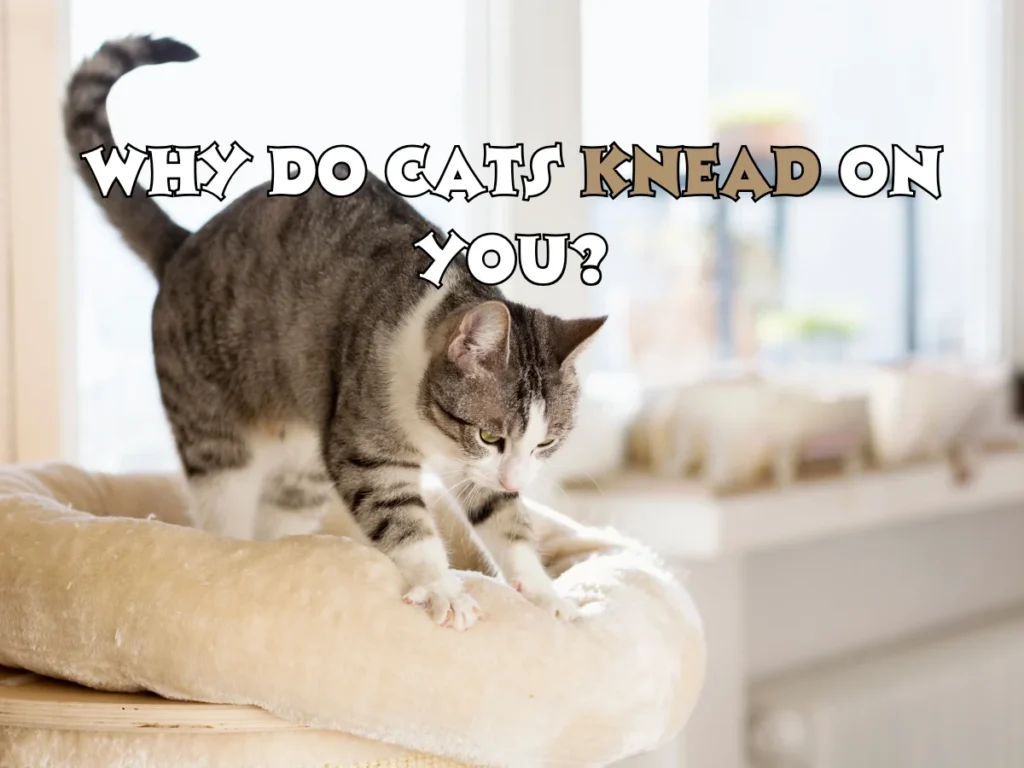Cats Knead