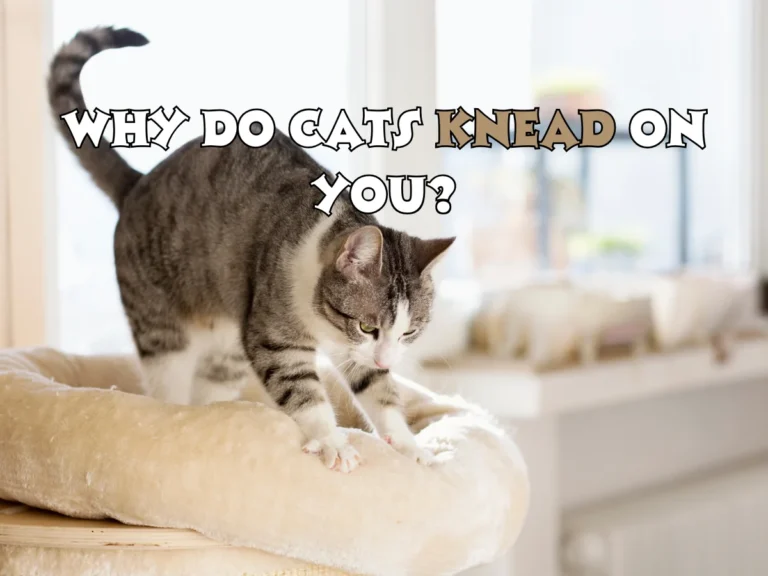 Cats Knead
