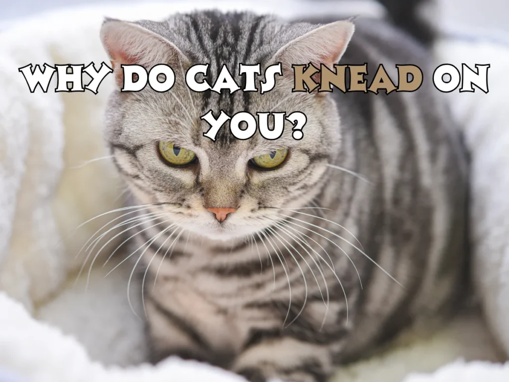 Cats Knead