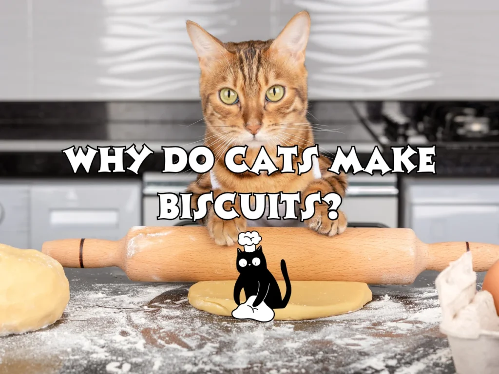Cats Make Biscuits
