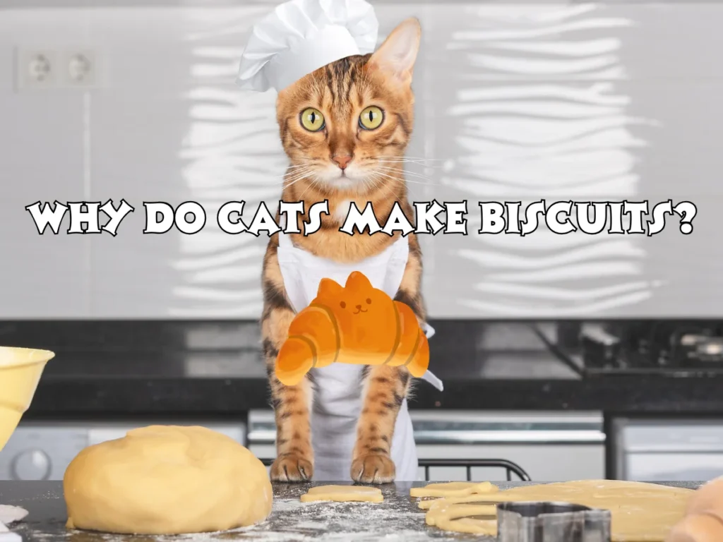 Cats Make Biscuits