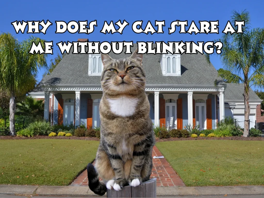 Cat Stare at Me