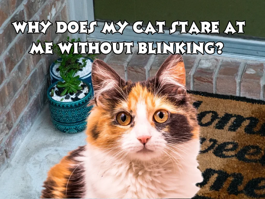 Cat Stare at Me