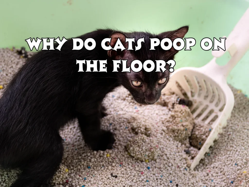 Why Do Cats Poop on the Floor?