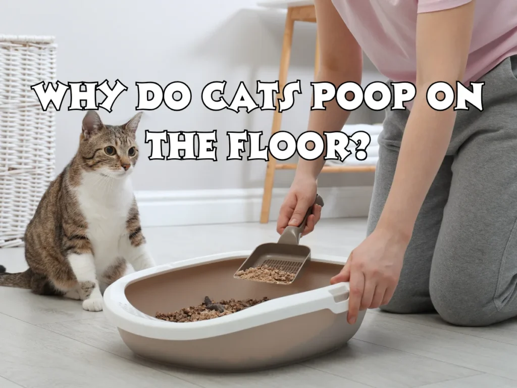 Why Do Cats Poop on the Floor?