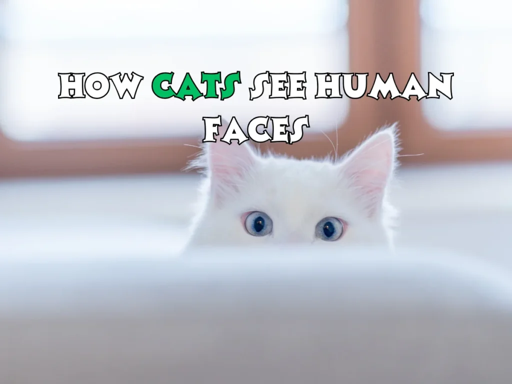 Cats See Human Face