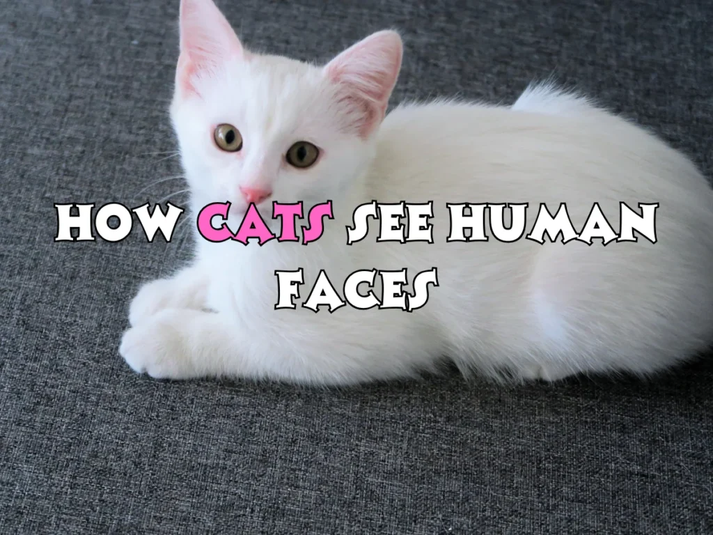 Cats See Human Face