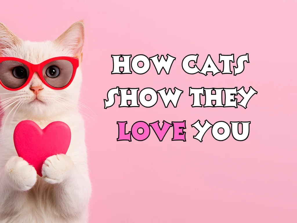 Cats Show They Love You