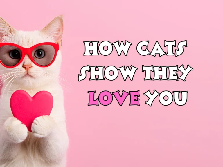 Cats Show They Love You