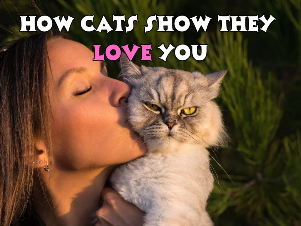 Cats Show They Love You