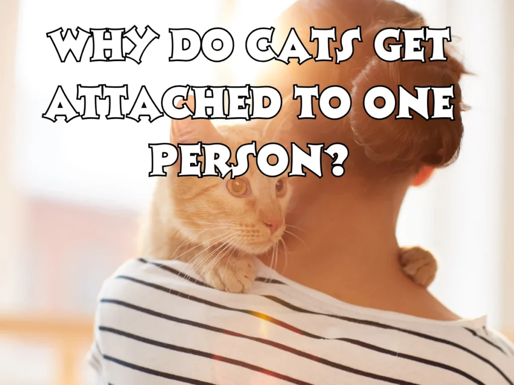 Cats Get Attached to One Person