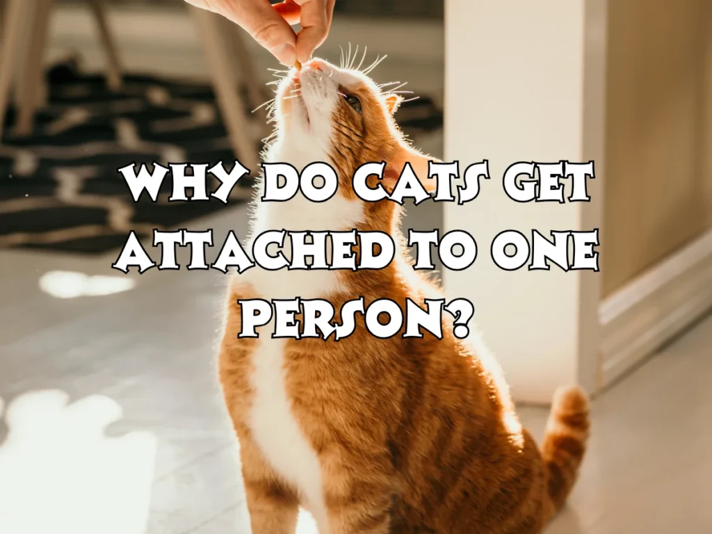 Cats Get Attached to One Person