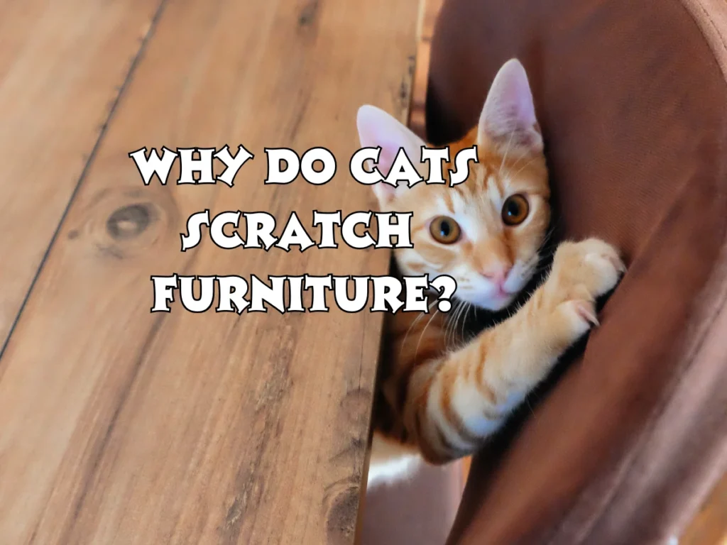 Cats Scratch Furniture