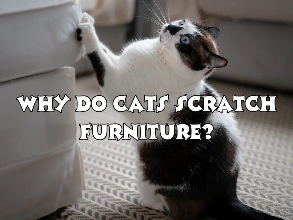 Cats Scratch Furniture