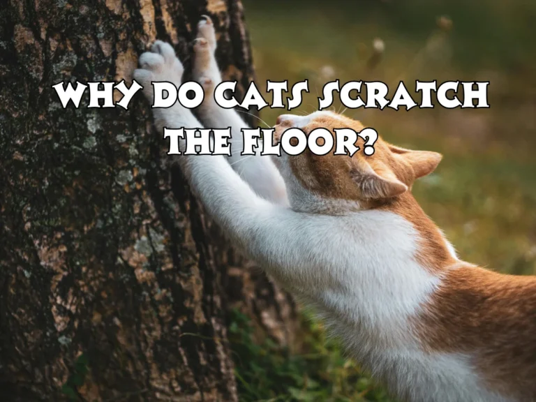 Why Do Cats Scratch the Floor?
