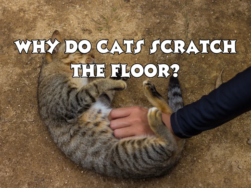 Why Do Cats Scratch the Floor?