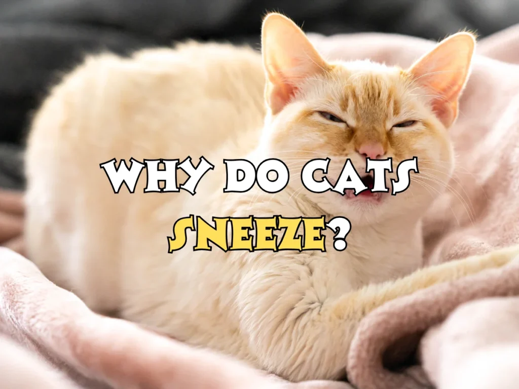 Do Cats Sneeze