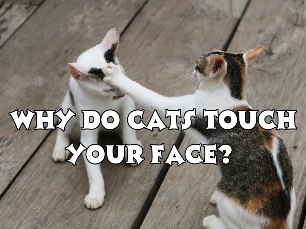 Why Do Cats Touch Your Face