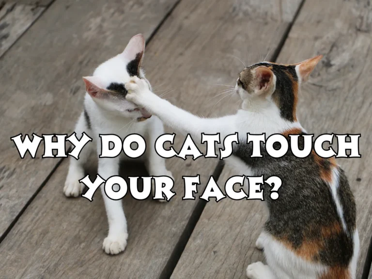 Why Do Cats Touch Your Face