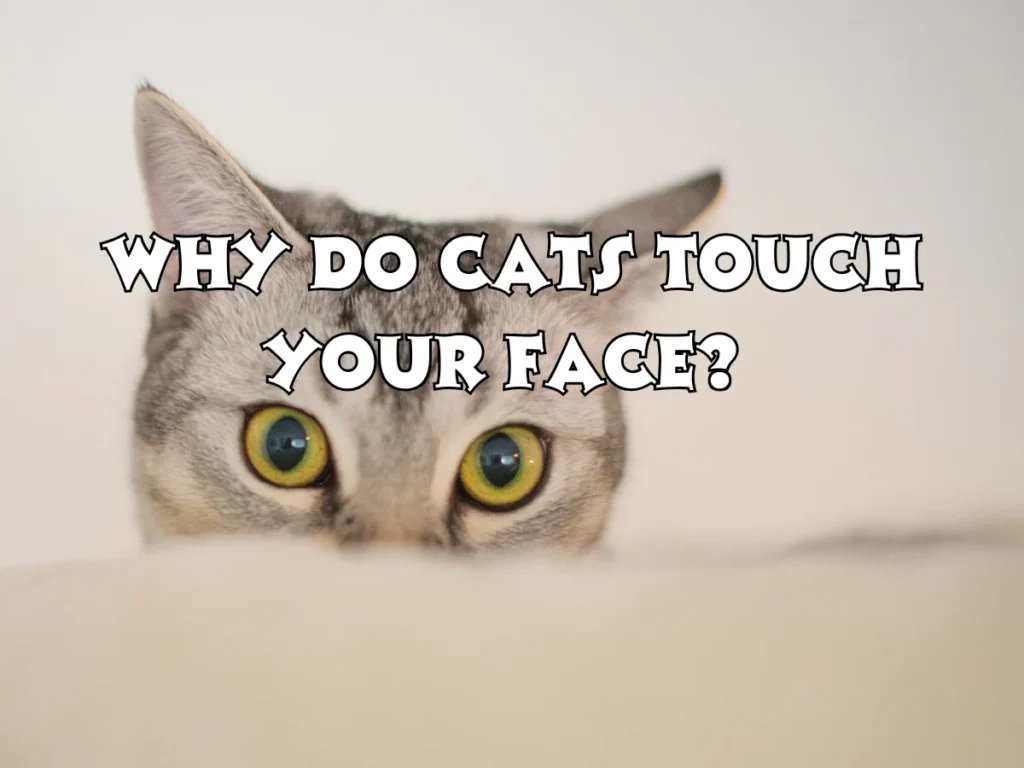 Why Do Cats Touch Your Face